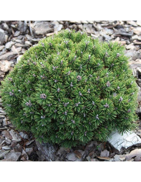 Pin Pitic - Pinus Mugo "Mops" -  Jneapan - Ghiveci 5L