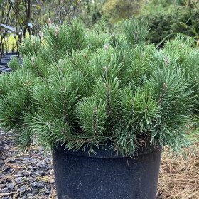 Pin Pitic - Pinus Mugo "Pumnillo" -  Jneapan - Ghiveci 3L