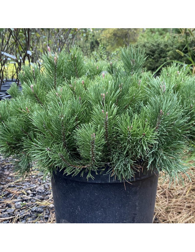 Pin Pitic - Pinus Mugo "Pumnillo" -  Jneapan - Ghiveci 3L