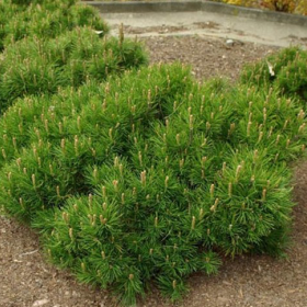 Pin Pitic - Pinus Mugo "Pumnillo" -  Jneapan - Ghiveci 3L 2