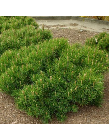 Pin Pitic - Pinus Mugo "Pumnillo" -  Jneapan - Ghiveci 3L