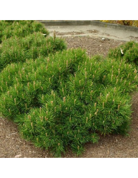 Pin Pitic - Pinus Mugo "Pumnillo" -  Jneapan - Ghiveci 3L