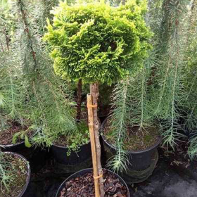 Chamaecyparis Obt. "Nana Aurea" Pe Tulpina - Ghiveci 10L