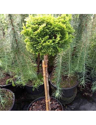 Chamaecyparis Obt. "Nana Aurea" Pe Tulpina - Ghiveci 10L