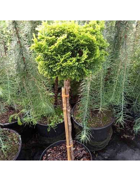 Chamaecyparis Obt. "Nana Aurea" Pe Tulpina - Ghiveci 10L