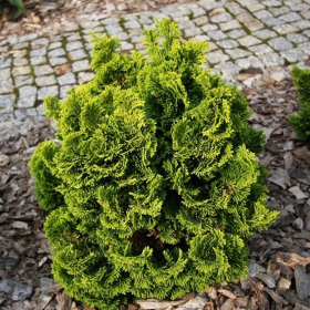 Chamaecyparis Obt. "Nana Aurea" Pe Tulpina - Ghiveci 10L 2