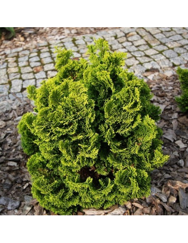 Chamaecyparis Obt. "Nana Aurea" Pe Tulpina - Ghiveci 10L