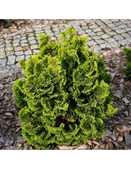 Chamaecyparis Obt. "Nana Aurea" Pe Tulpina - Ghiveci 10L