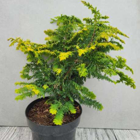 Chamaecyparis Obt. - Chiparos Lucios "Fernspray Gold" -...