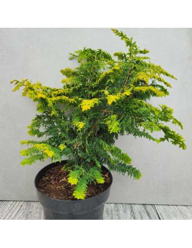 Chamaecyparis Obt. - Chiparos Lucios "Fernspray Gold" - Ghiveci 3L