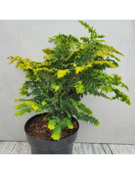 Chamaecyparis Obt. - Chiparos Lucios "Fernspray Gold" - Ghiveci 3L