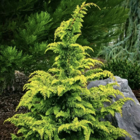 Chamaecyparis Obt. - Chiparos Lucios "Fernspray Gold" -... 2