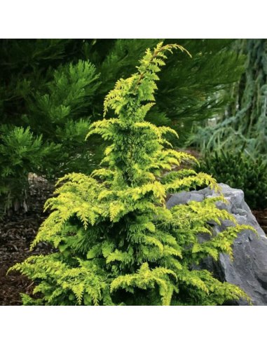 Chamaecyparis Obt. - Chiparos Lucios "Fernspray Gold" - Ghiveci 3L