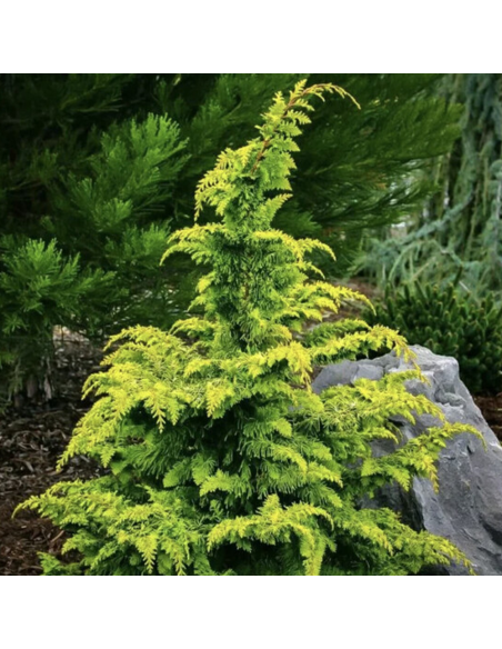 Chamaecyparis Obt. - Chiparos Lucios "Fernspray Gold" - Ghiveci 3L