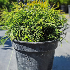 Chamaecyparis Obtusa "Aurora" - Ghiveci 2L
