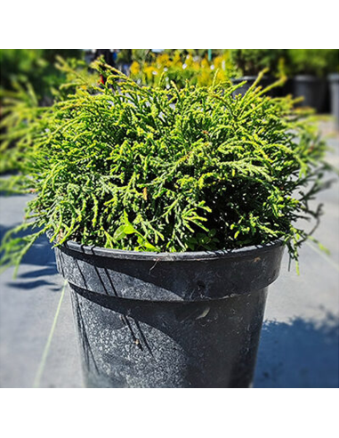 Chamaecyparis Obtusa "Aurora" - Ghiveci 2L