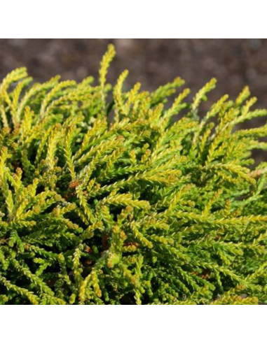 Chamaecyparis Obtusa "Aurora" - Ghiveci 2L