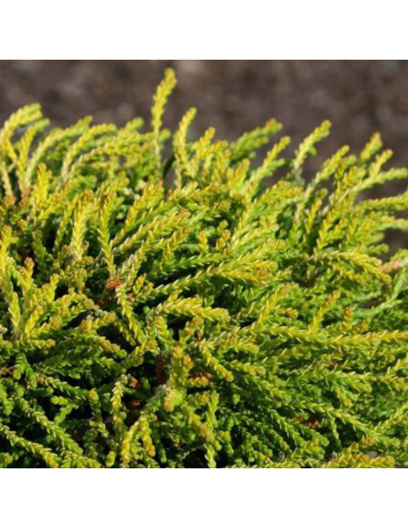 Chamaecyparis Obtusa "Aurora" - Ghiveci 2L