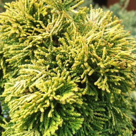 Chamaecyparis Obtusa "Aurora" - Ghiveci 2L 2