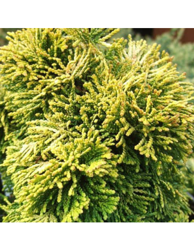 Chamaecyparis Obtusa "Aurora" - Ghiveci 2L