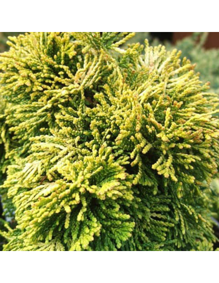 Chamaecyparis Obtusa "Aurora" - Ghiveci 2L