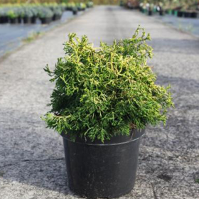 Chamaecyparis Obtusa "Brigitte" - Ghiveci 2L