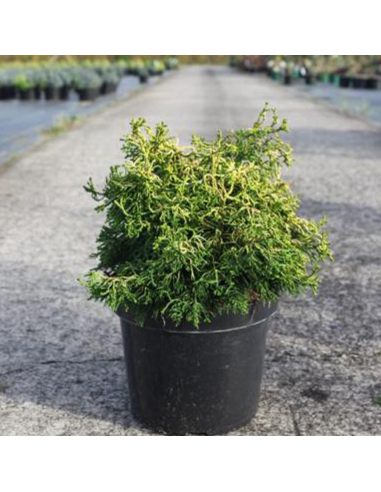 Chamaecyparis Obtusa "Brigitte" - Ghiveci 2L