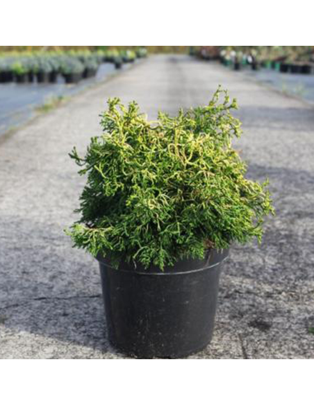 Chamaecyparis Obtusa "Brigitte" - Ghiveci 2L