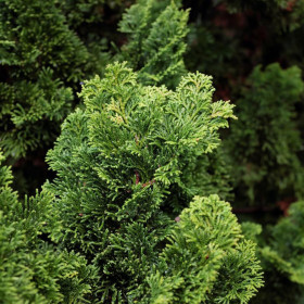 Chamaecyparis Obtusa "Brigitte" - Ghiveci 2L 2
