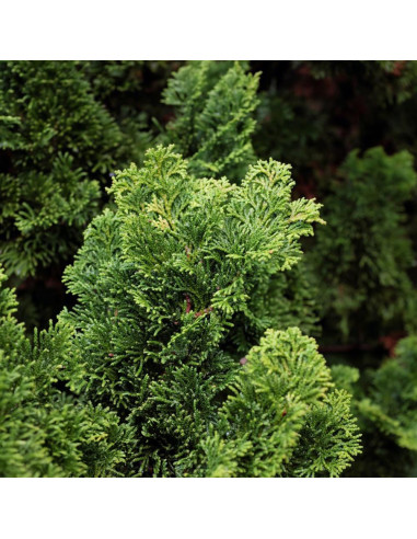 Chamaecyparis Obtusa "Brigitte" - Ghiveci 2L
