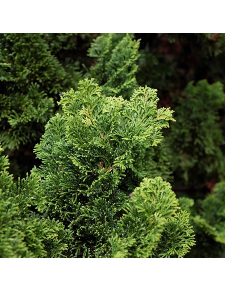 Chamaecyparis Obtusa "Brigitte" - Ghiveci 2L