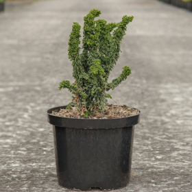 Chamaecyparis Obtusa "Chrimen" - Ghiveci 2L