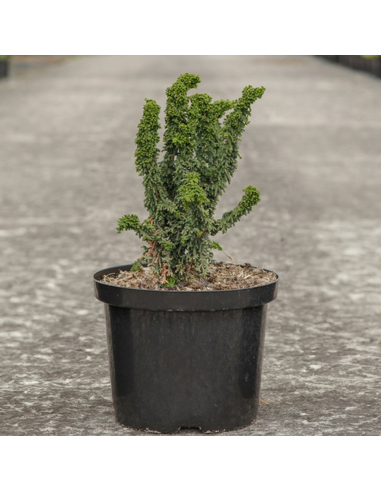 Chamaecyparis Obtusa "Chrimen" - Ghiveci 2L
