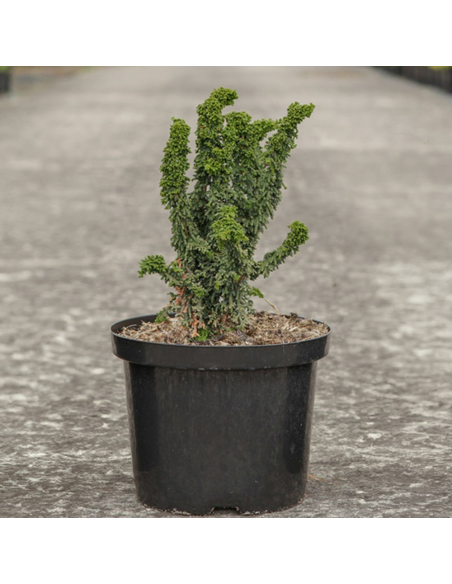 Chamaecyparis Obtusa "Chrimen" - Ghiveci 2L