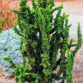 Chamaecyparis Obtusa "Chrimen" - Ghiveci 2L 2