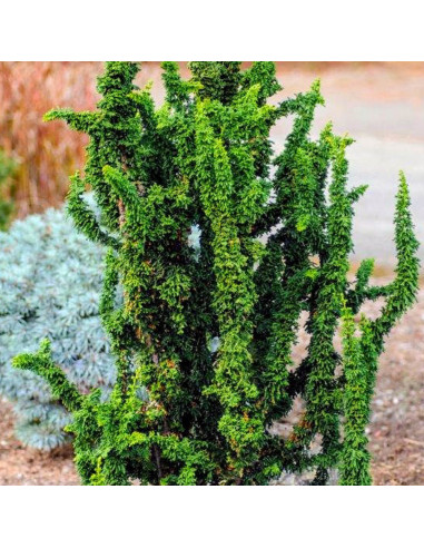 Chamaecyparis Obtusa "Chrimen" - Ghiveci 2L