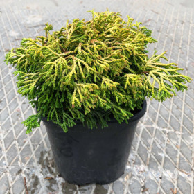 Chamaecyparis Obtusa "Gitte Gold" - Ghiveci 2L