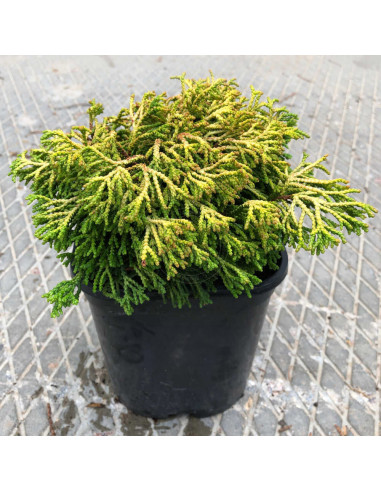 Chamaecyparis Obtusa "Gitte Gold" - Ghiveci 2L