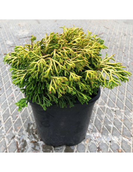 Chamaecyparis Obtusa "Gitte Gold" - Ghiveci 2L
