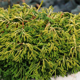 Chamaecyparis Obtusa "Gitte Gold" - Ghiveci 2L 2