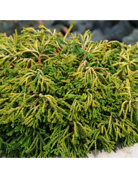Chamaecyparis Obtusa "Gitte Gold" - Ghiveci 2L