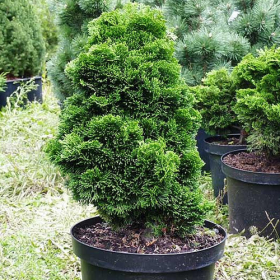 Chamaecyparis Obtusa "Nana Graciallis" - Ghiveci 2L