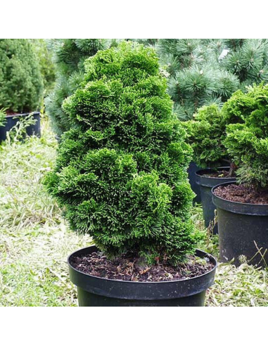 Chamaecyparis Obtusa "Nana Graciallis" - Ghiveci 2L
