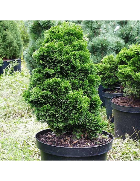 Chamaecyparis Obtusa "Nana Graciallis" - Ghiveci 2L