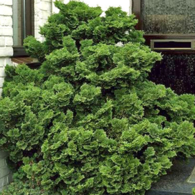 Chamaecyparis Obtusa "Nana Graciallis" - Ghiveci 2L 2