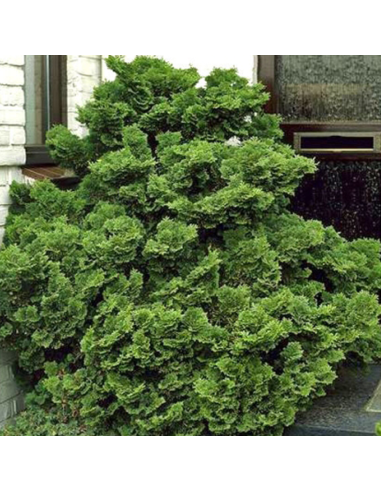 Chamaecyparis Obtusa "Nana Graciallis" - Ghiveci 2L