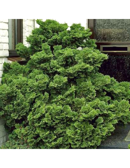 Chamaecyparis Obtusa "Nana Graciallis" - Ghiveci 2L