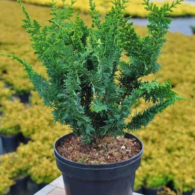 Chamaecyparis Obtusa. "Teddy Bear" - Ghiveci 2L