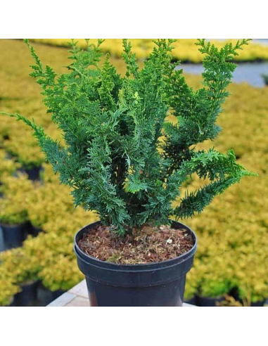 Chamaecyparis Obtusa. "Teddy Bear" - Ghiveci 2L