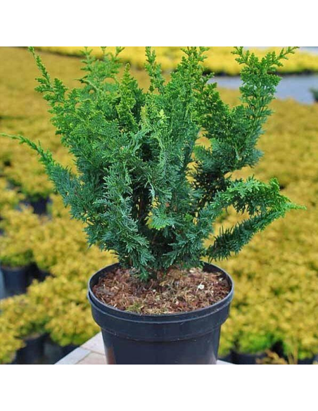 Chamaecyparis Obtusa. "Teddy Bear" - Ghiveci 2L